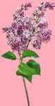 丁香花