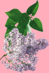 丁香花