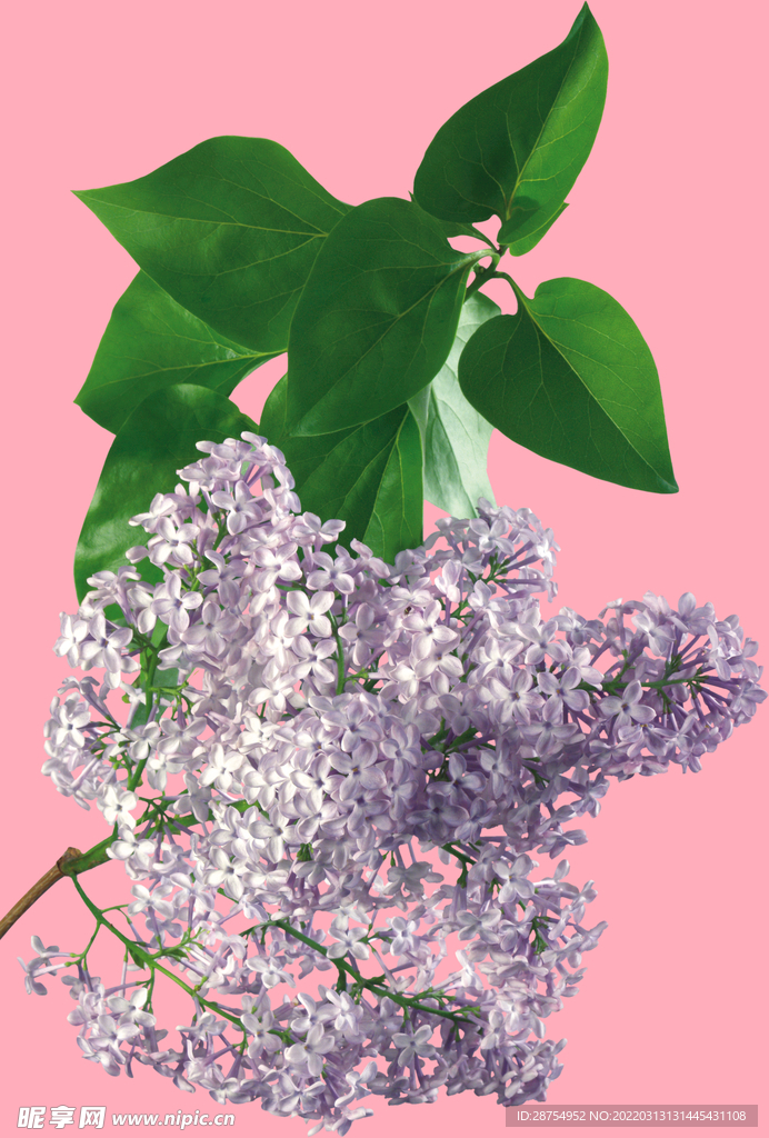 丁香花