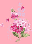 丁香花