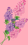 丁香花