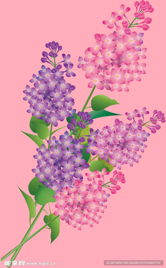 丁香花