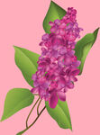 丁香花