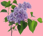 丁香花