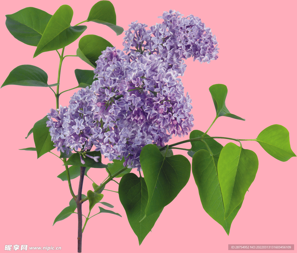 丁香花