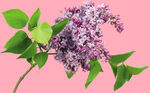 丁香花