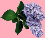 丁香花