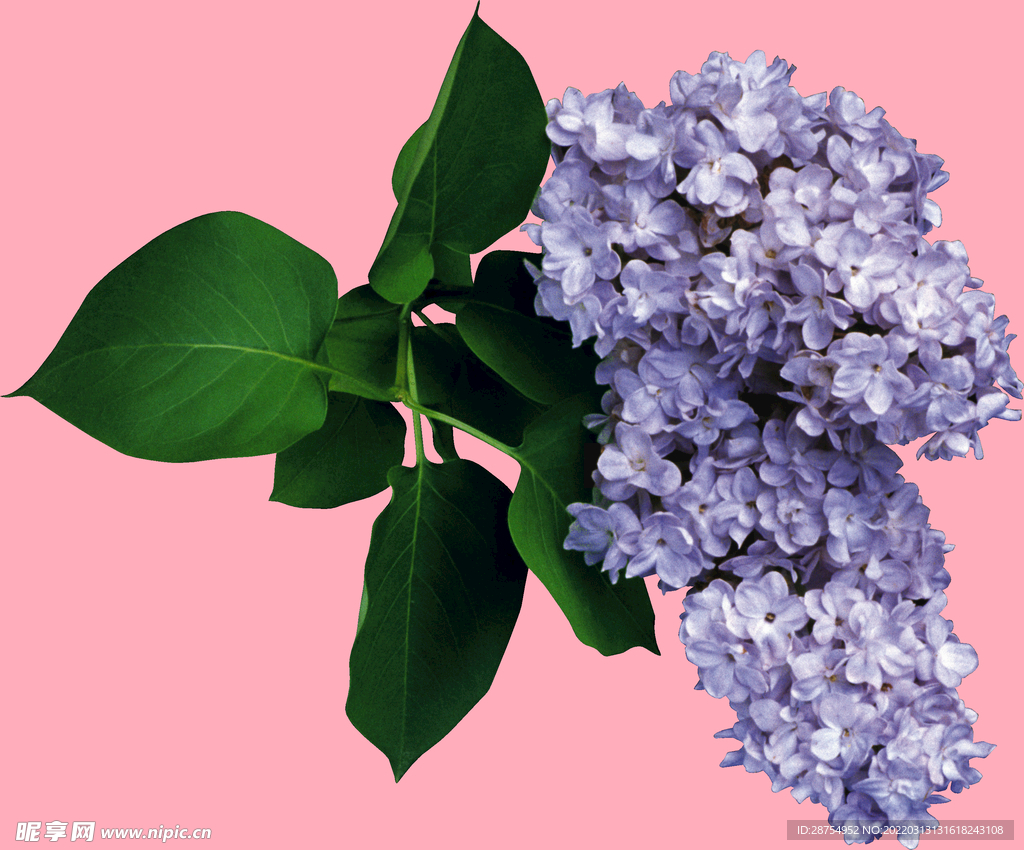 丁香花