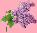 丁香花
