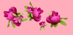 丁香花