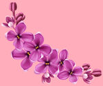 丁香花