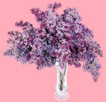 丁香花