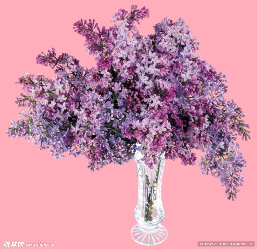 丁香花