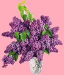 丁香花