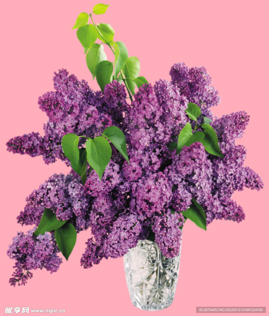 丁香花