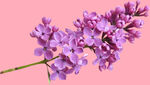丁香花