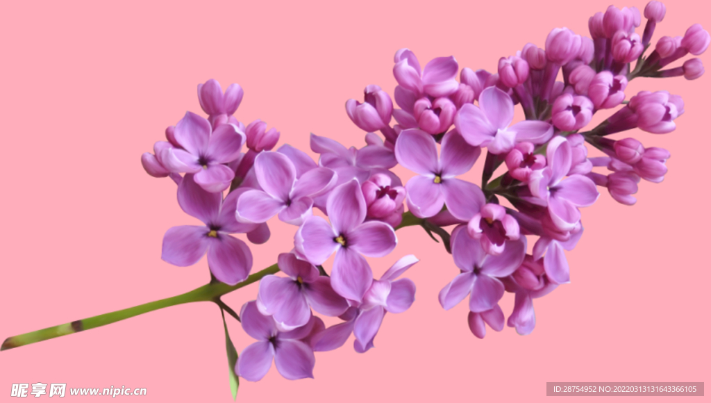丁香花