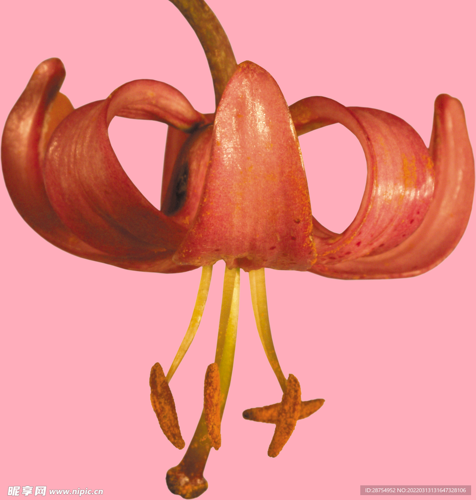 百合花