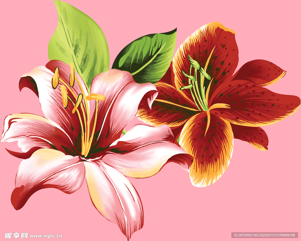 百合花