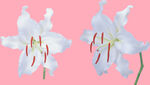 百合花
