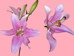百合花