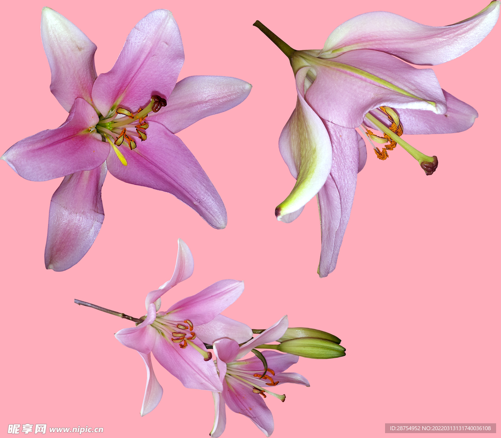 百合花