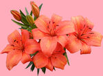 百合花