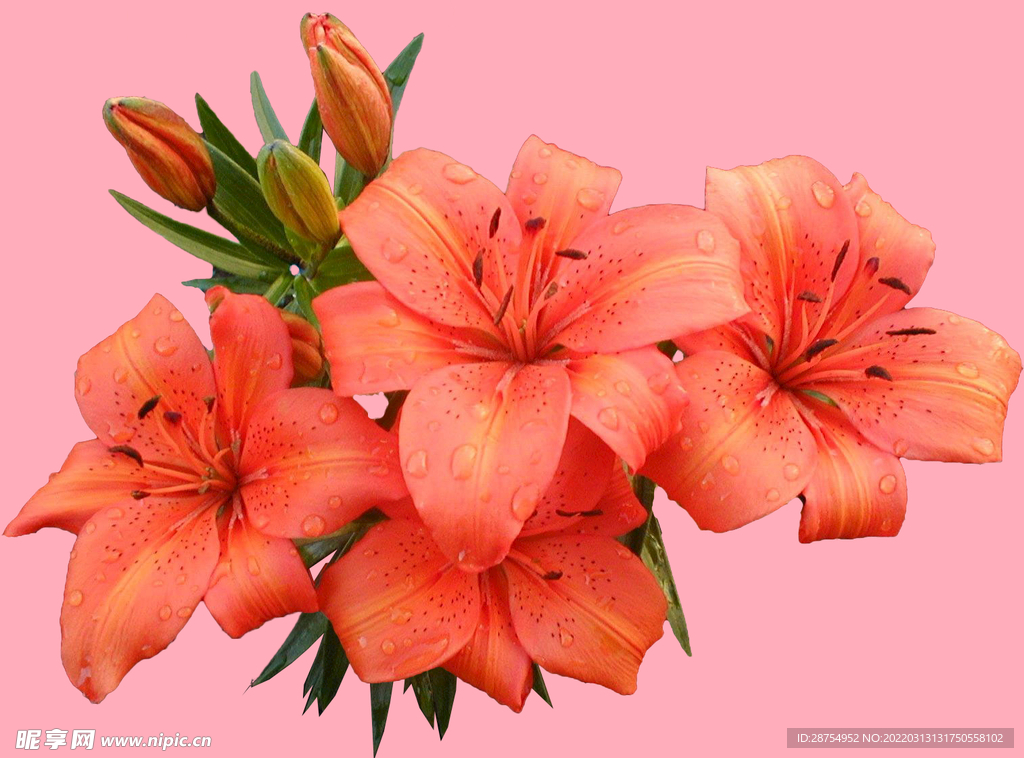 百合花