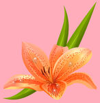 百合花