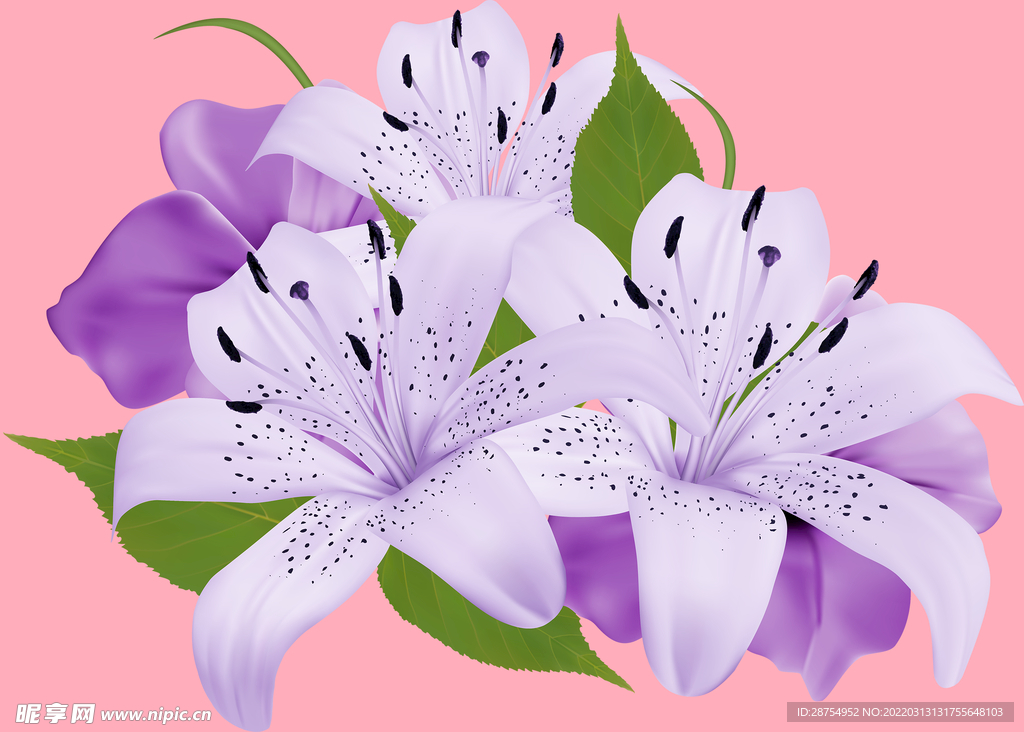 百合花