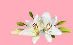 百合花