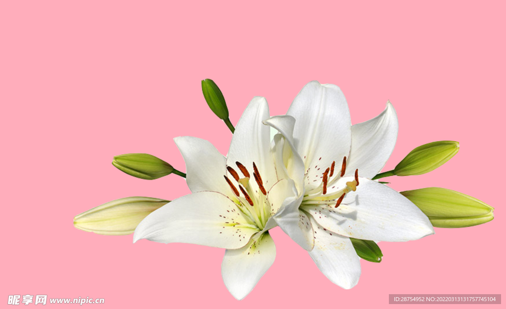 百合花