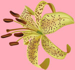 百合花