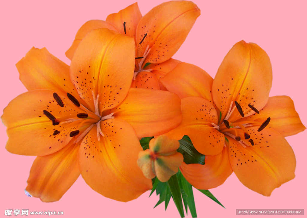 百合花