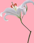 百合花