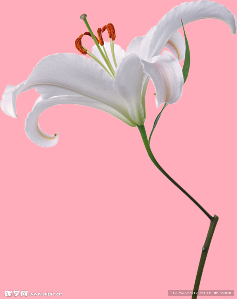 百合花