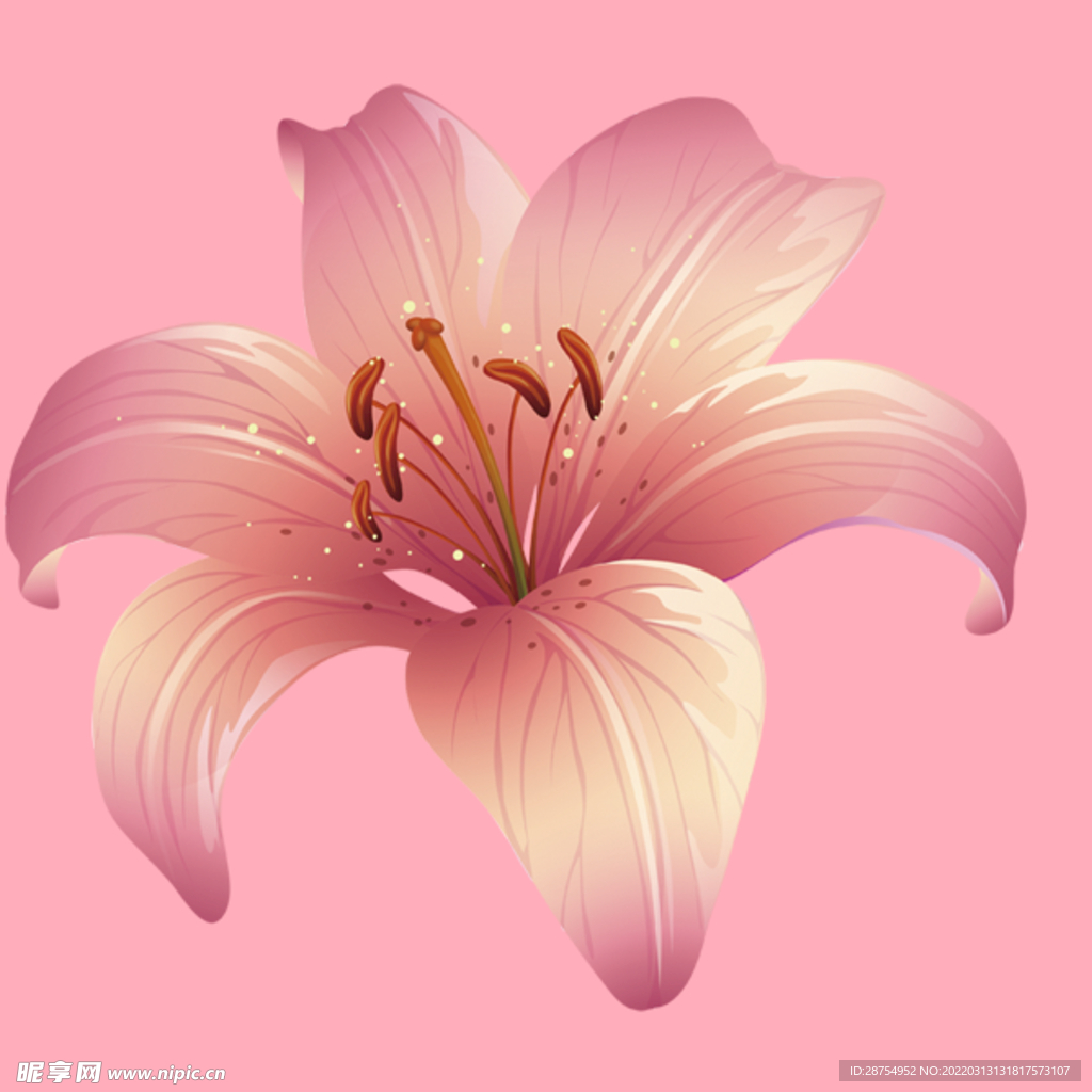 百合花 
