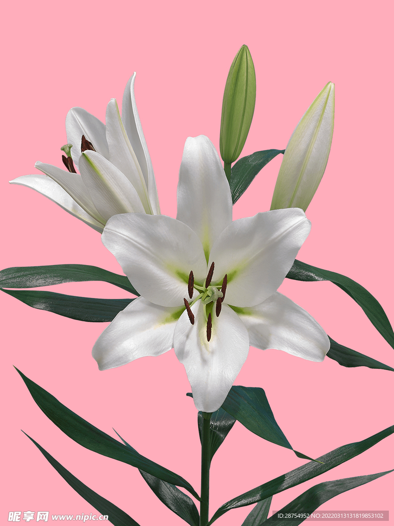 百合花