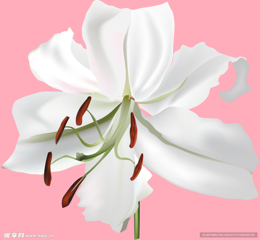 百合花