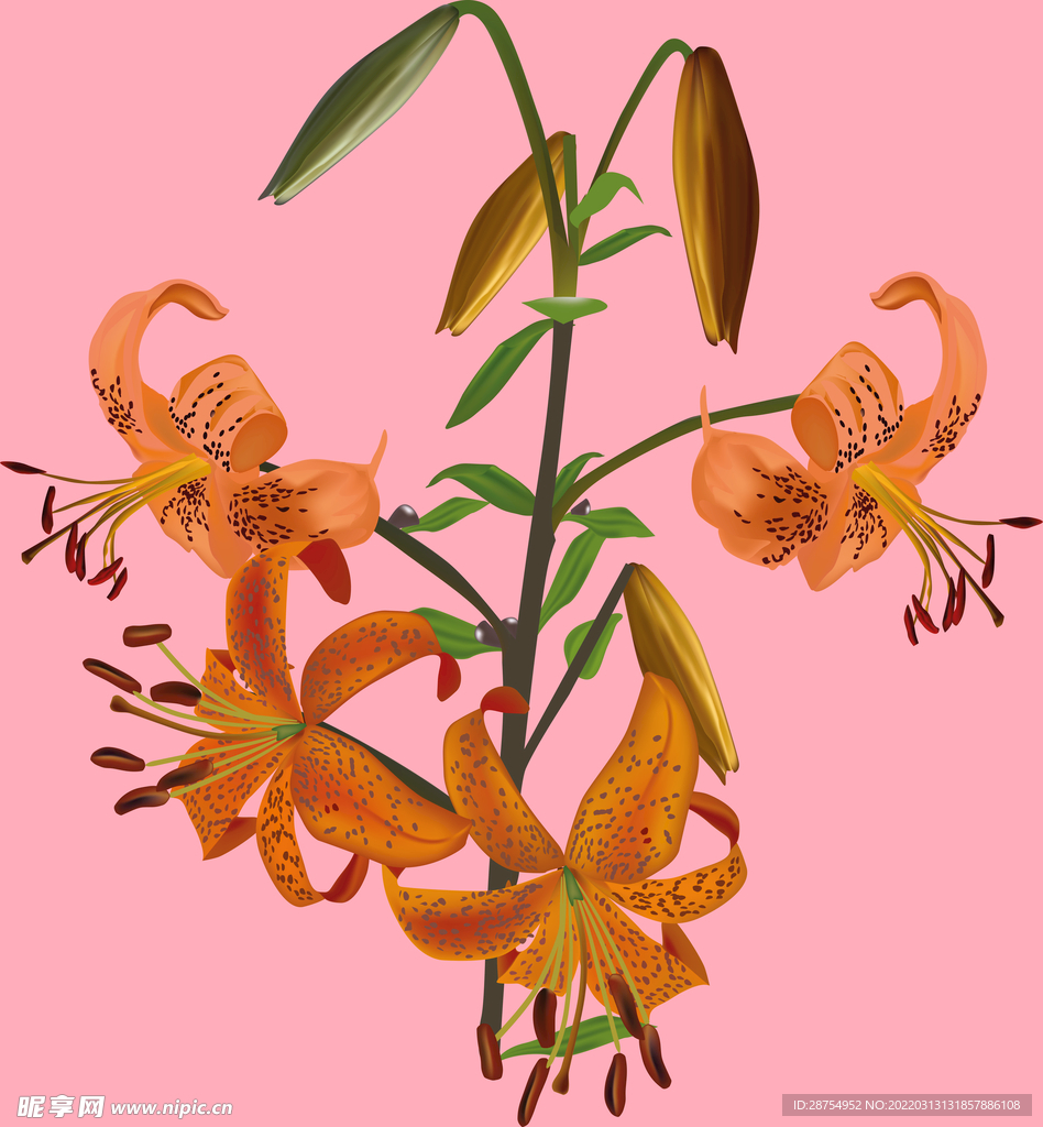 百合花