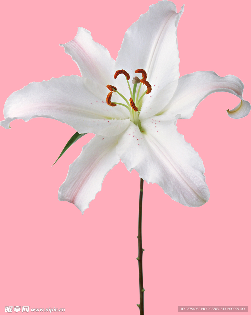 百合花
