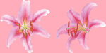 百合花