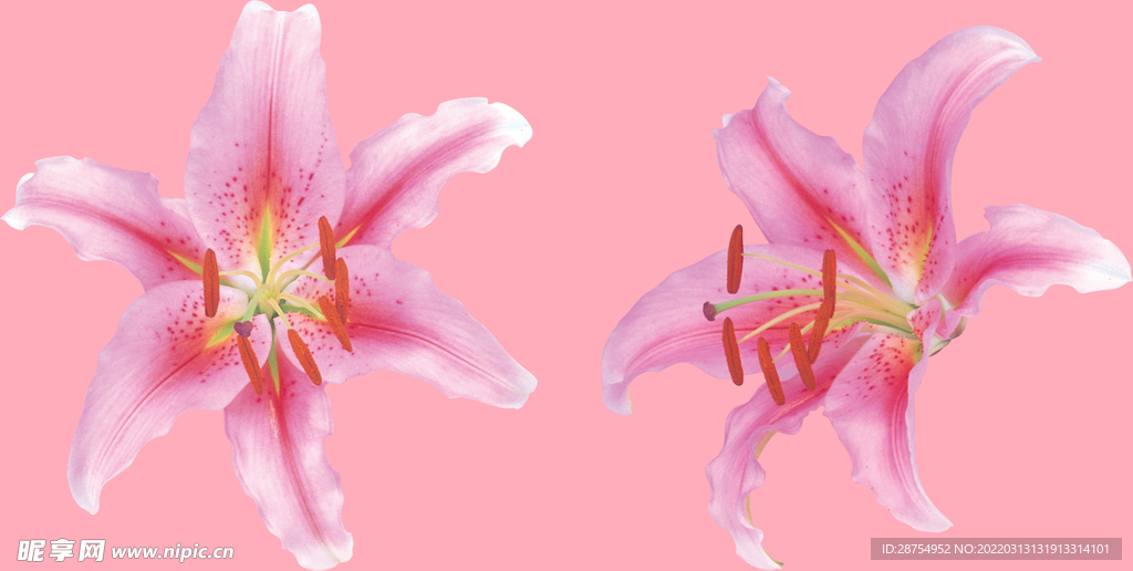 百合花