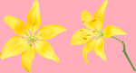 百合花
