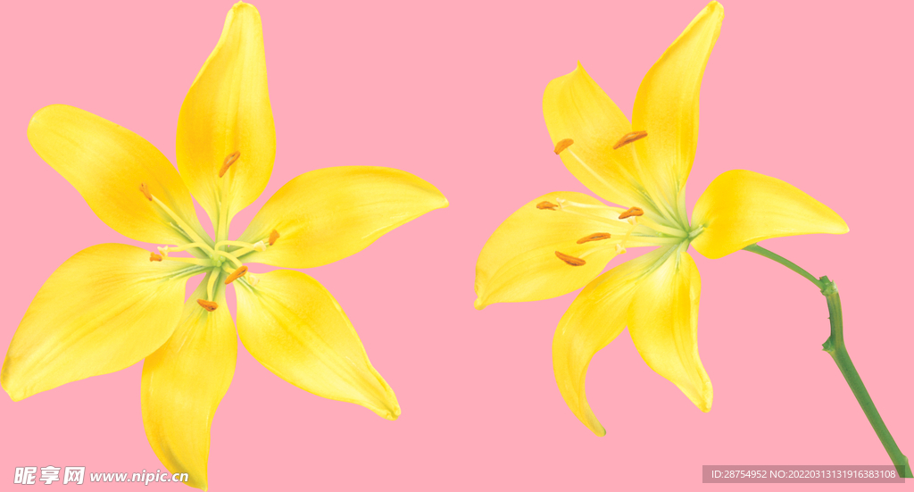 百合花