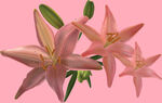百合花