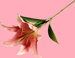 百合花