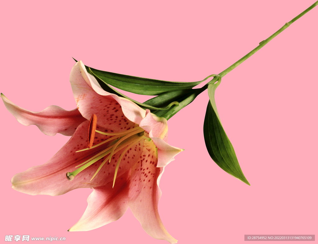 百合花