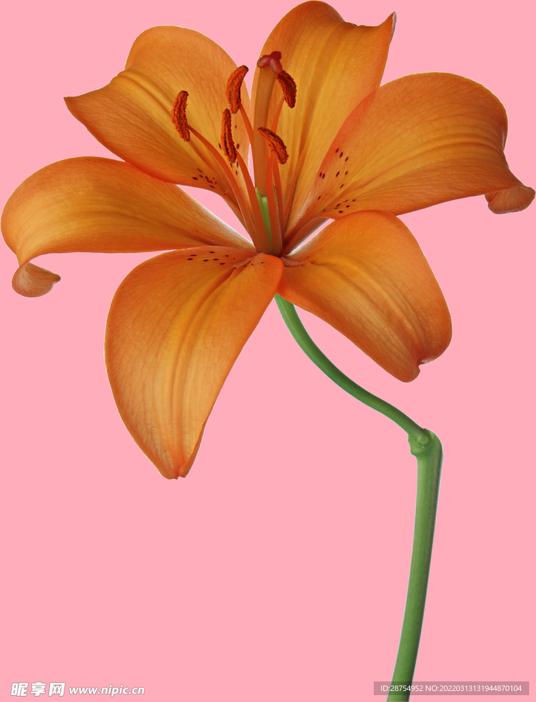 百合花