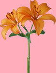 百合花